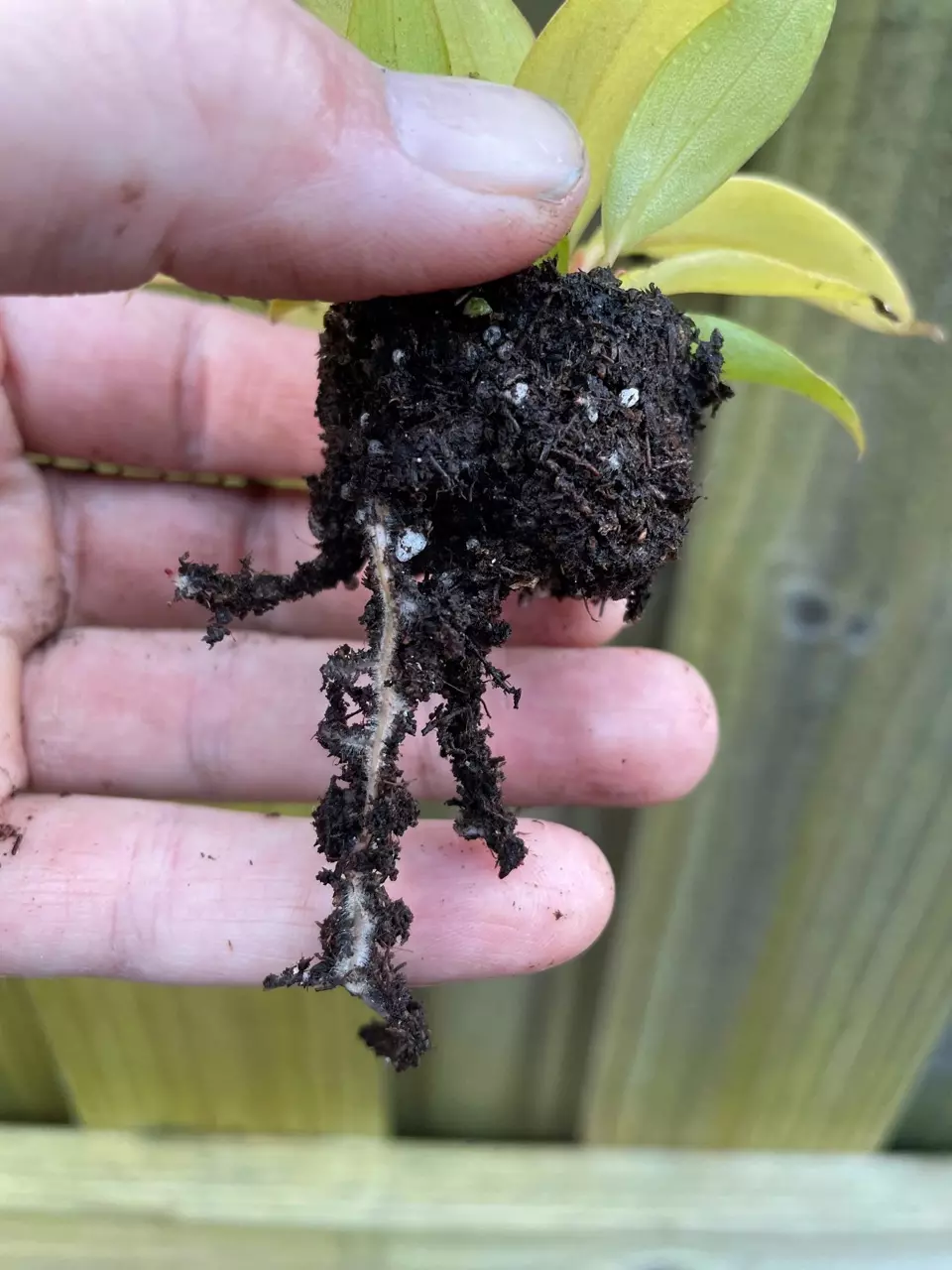 plant/New Hybrid! Philodendron Red King starter plant growers choice-4