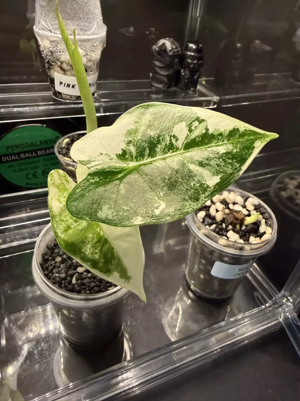 plant/Alocasia Frydek Variegated-0