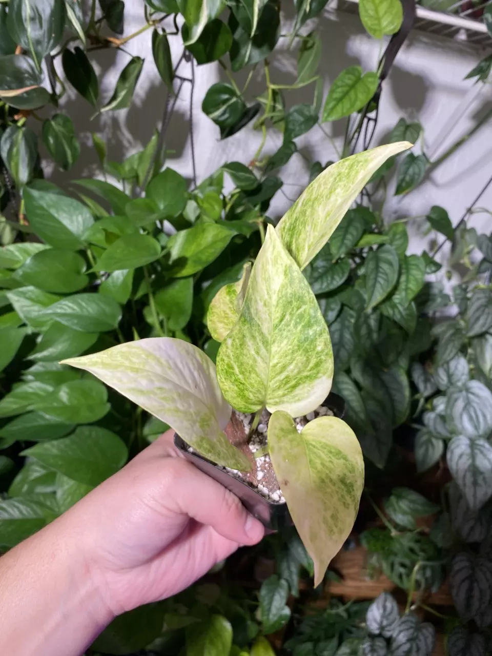 plant/Three High Voltage Pothos-0
