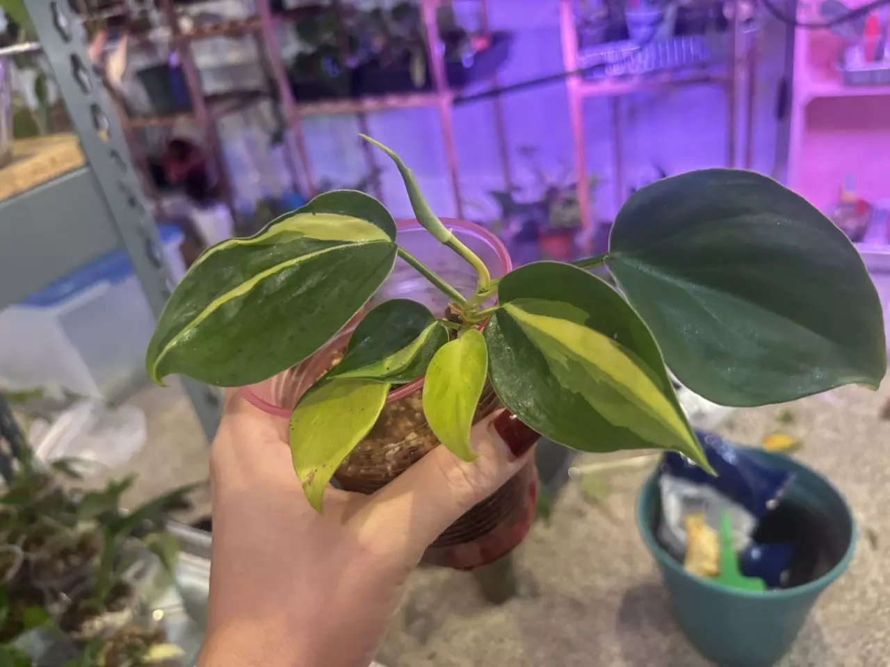 plant/Philodendron Brasil-0