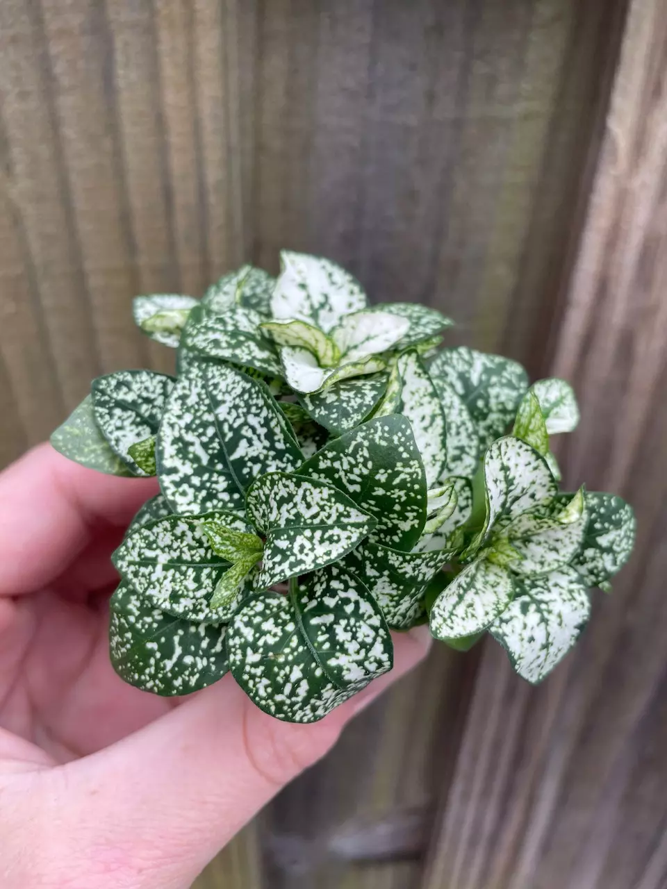 plant/Hypoestes White starter plant growers choice-1