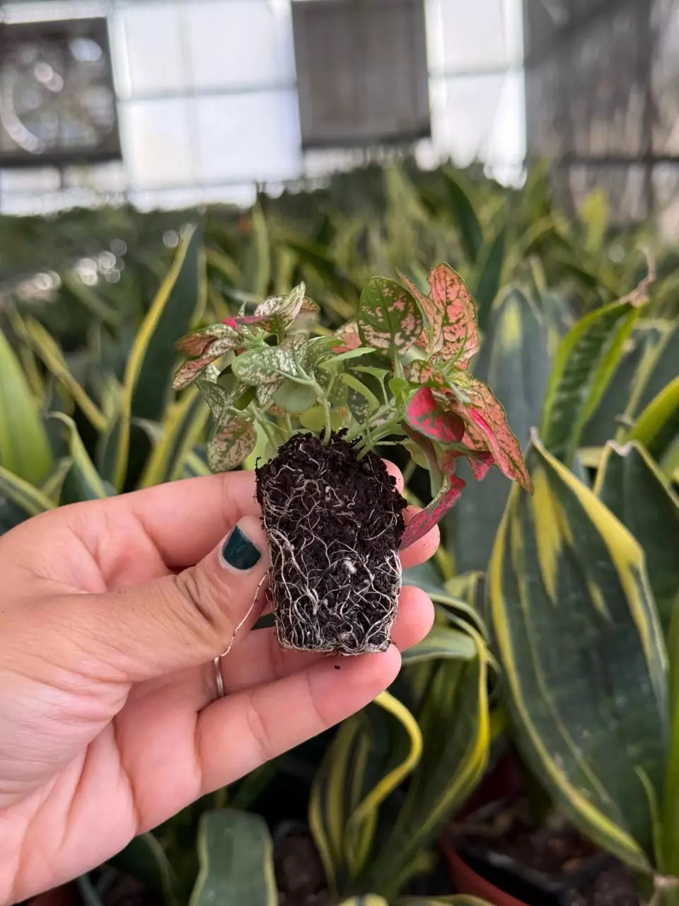 plant/Hypoestes Red starter plant growers choice-4