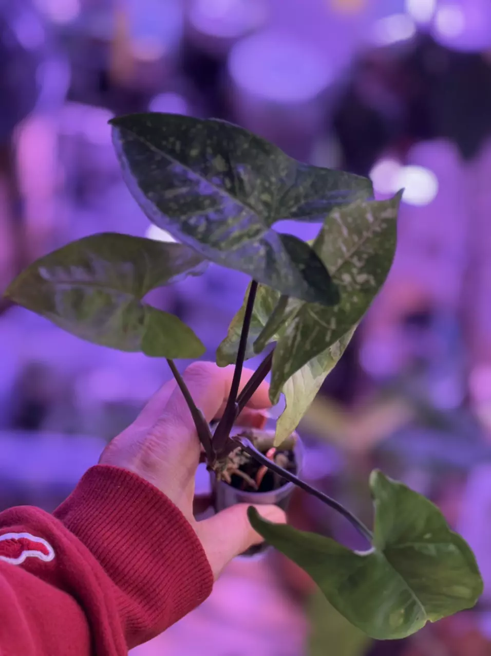 plant/Syngonium NOID-0