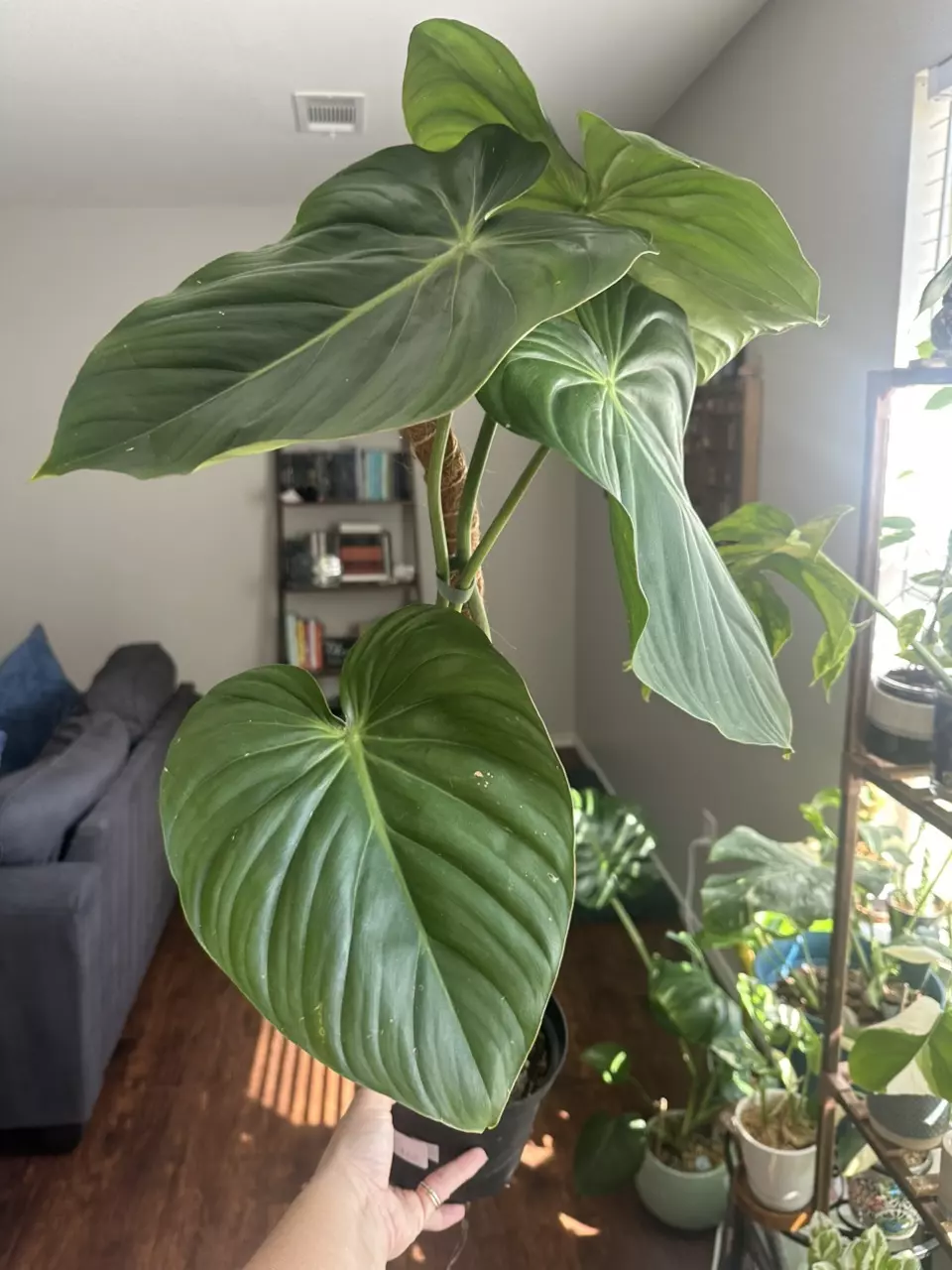plant/Philodendron McDowell-1