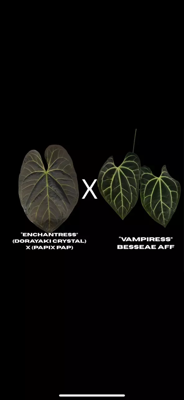 plant/$150 Value Mystery Seedling Box-1