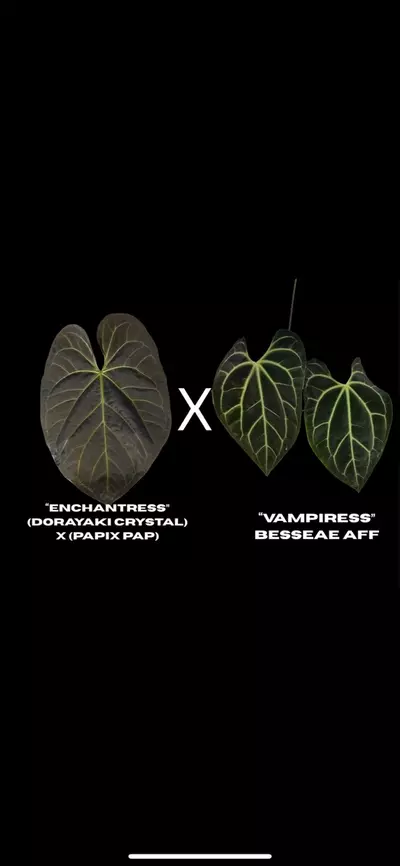 plant/$150 Value Mystery Seedling Box-1-thumbnail