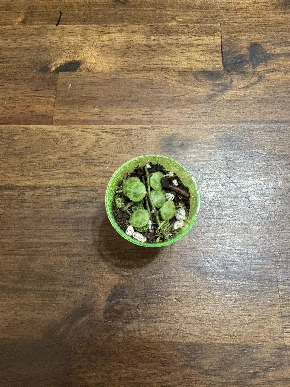 plant/String of turtles-1