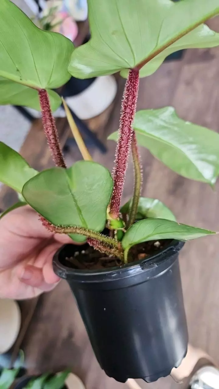 plant/Philodendron Squamiferum-1