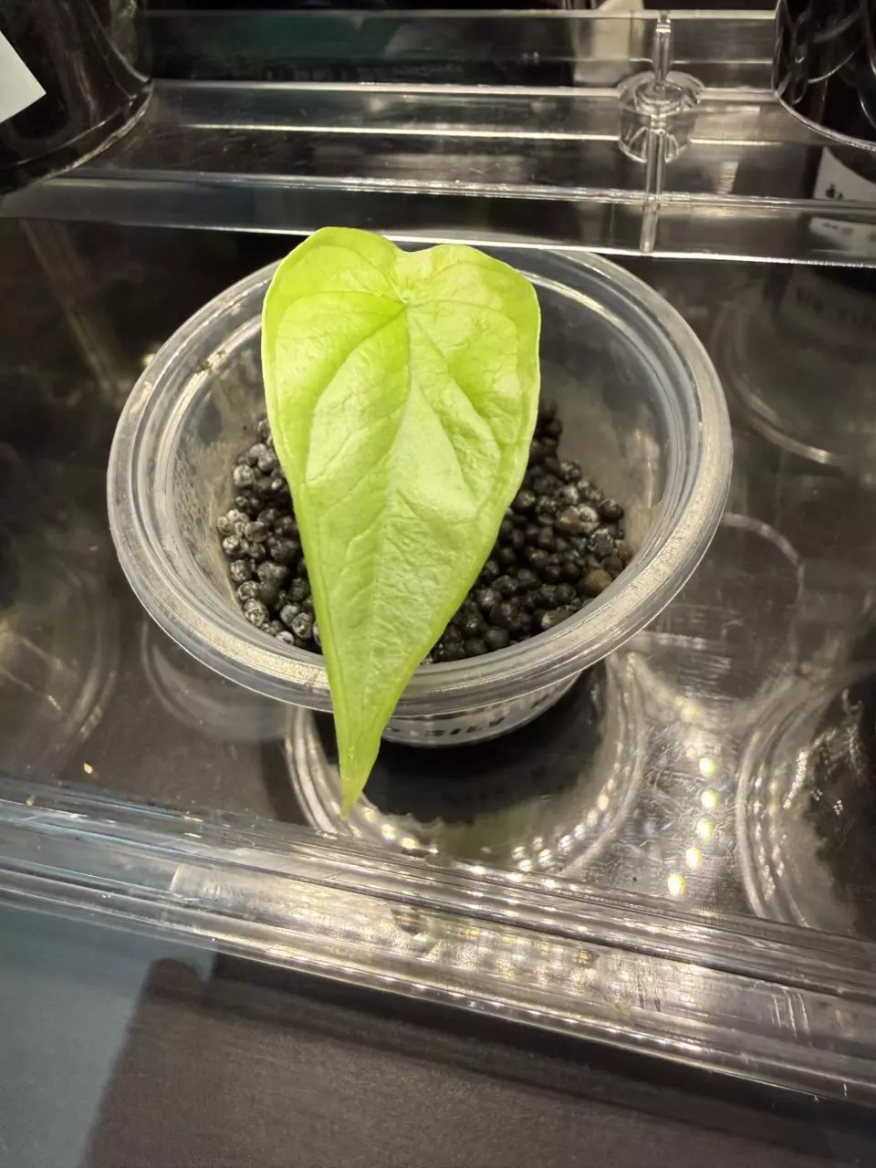 plant/Alocasia Silver Dragon pup-0