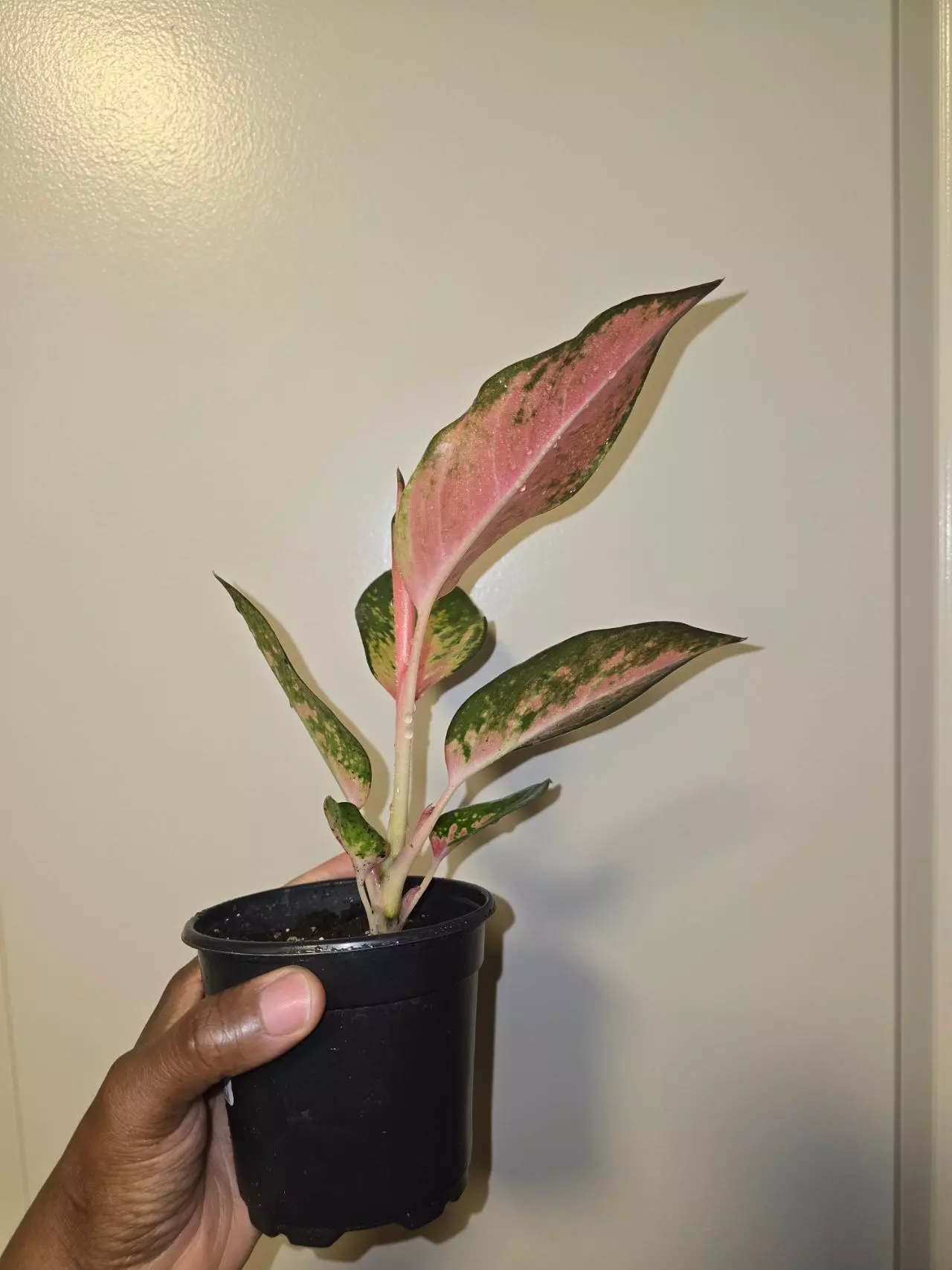 plant/Aglaonema China Red in 4 inch pot.-2