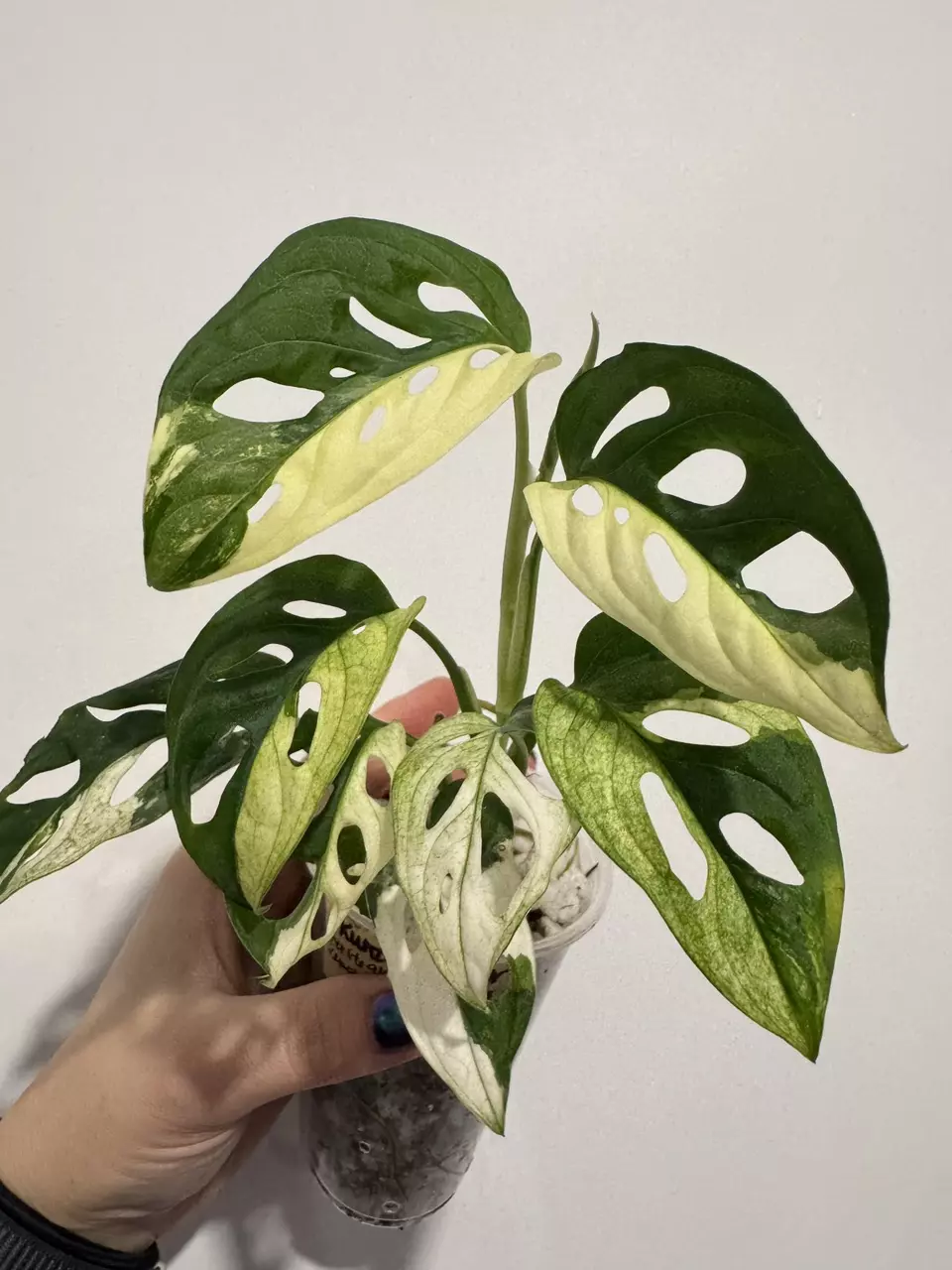 plant/Monsters Kunzo Adansonii Tricolor-1