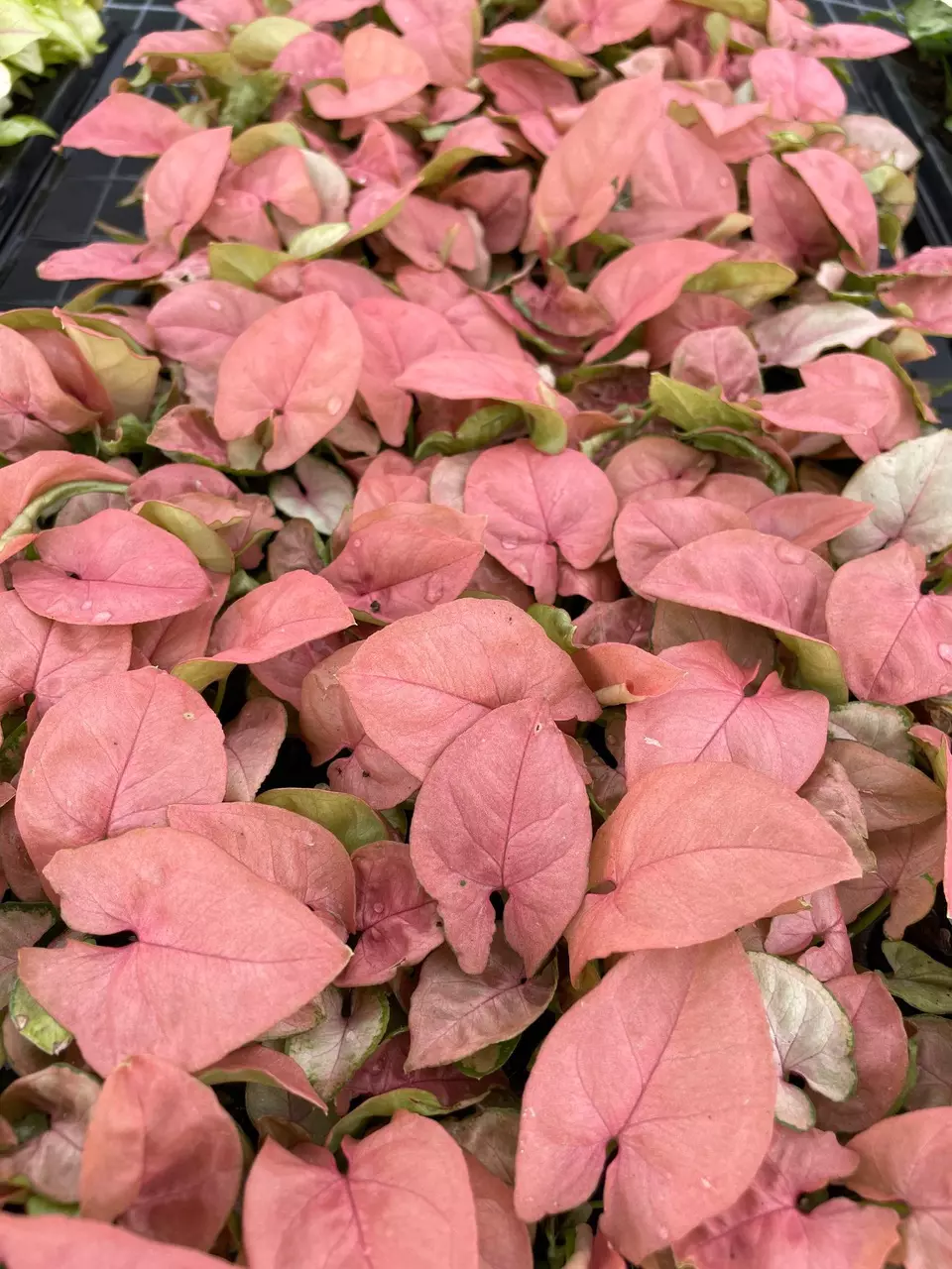 plant/Syngonium Coral starter plant growers choice-0