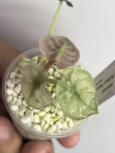 plant/Coming soon!!! Pink Variegated Balloon Heart-1-thumbnail