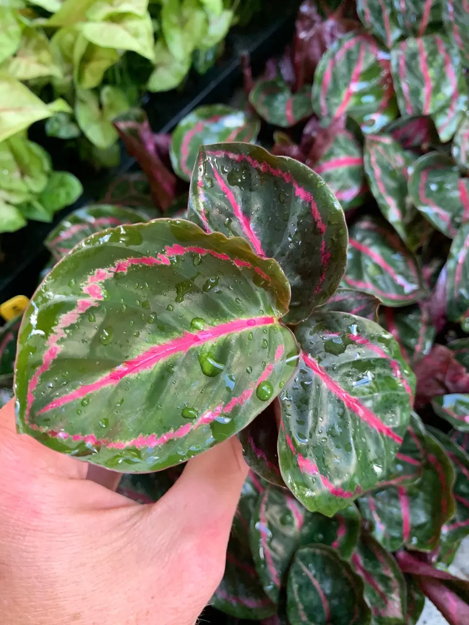 plant/Calathea Roseopicta starter plant growers choice-1