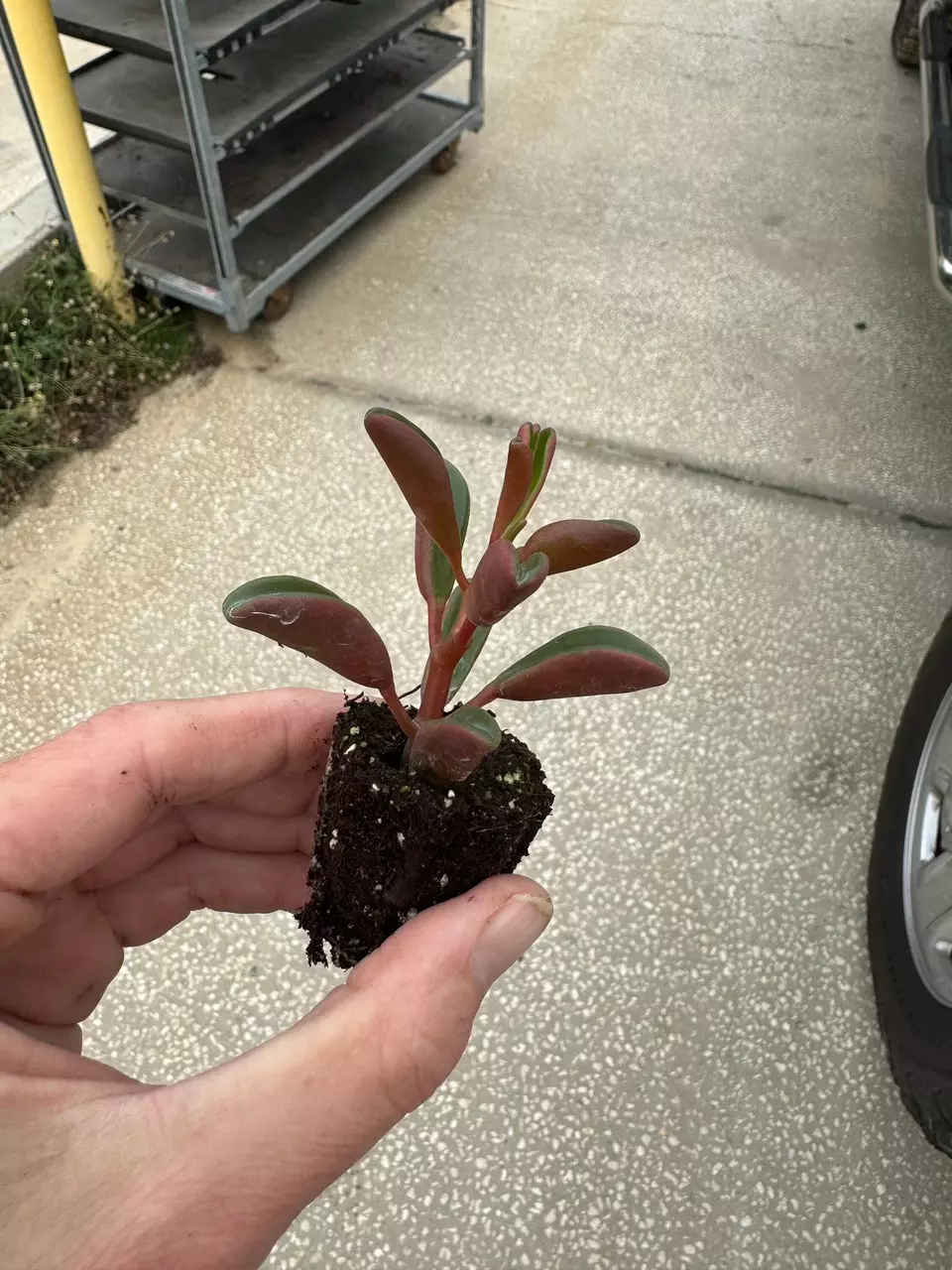 plant/Peperomia Graveolens Ruby Glow starter plant growers choice-4