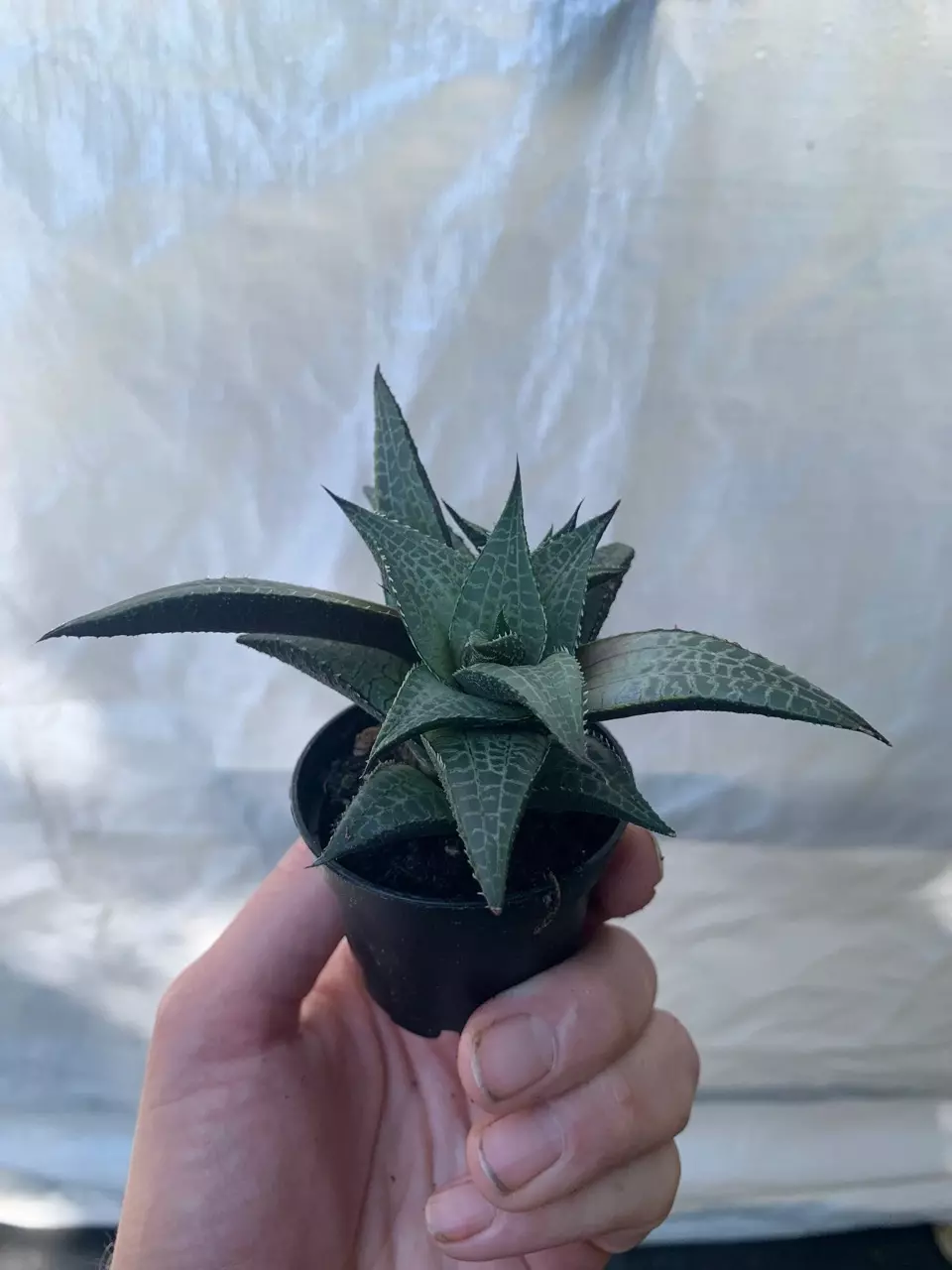 plant/Haworthia Tessellata starter plant growers choice-0