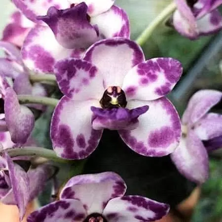 plant/Rhynchovanda  tubtim siam orchid-0