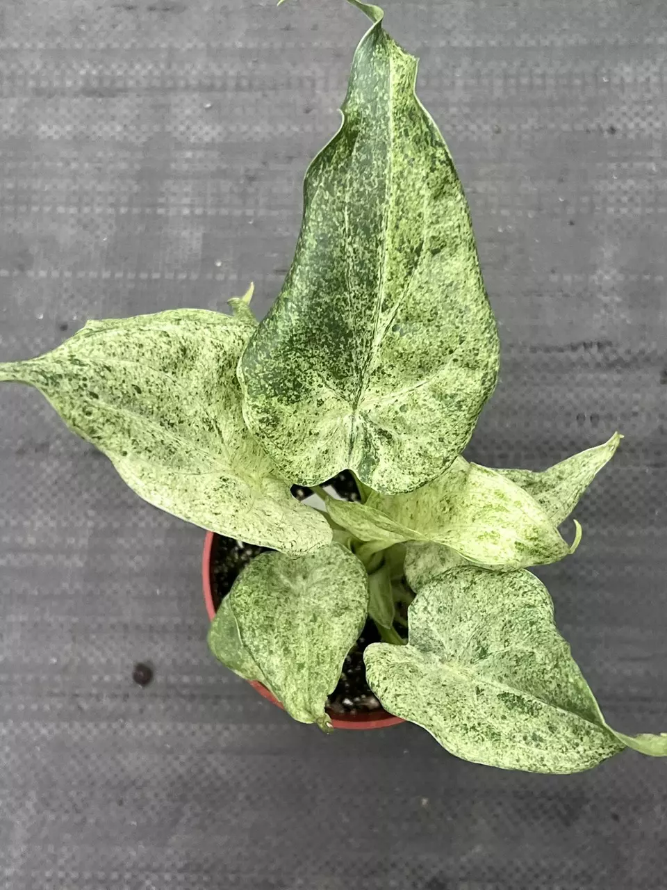 plant/RARE Alocasia cucullata 'White Marble' 4" | Albo Variegated Elephant Ear-0