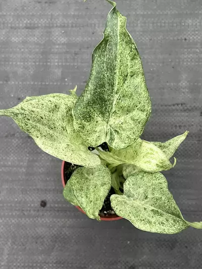 plant/RARE Alocasia cucullata 'White Marble' 4" | Albo Variegated Elephant Ear-0-thumbnail