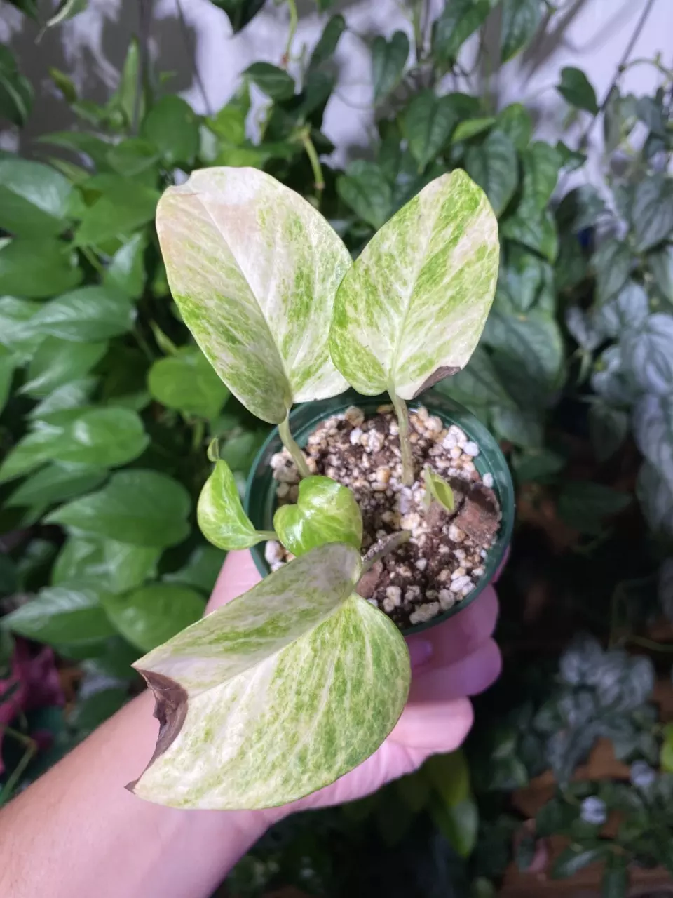 plant/Three High Voltage Pothos-1