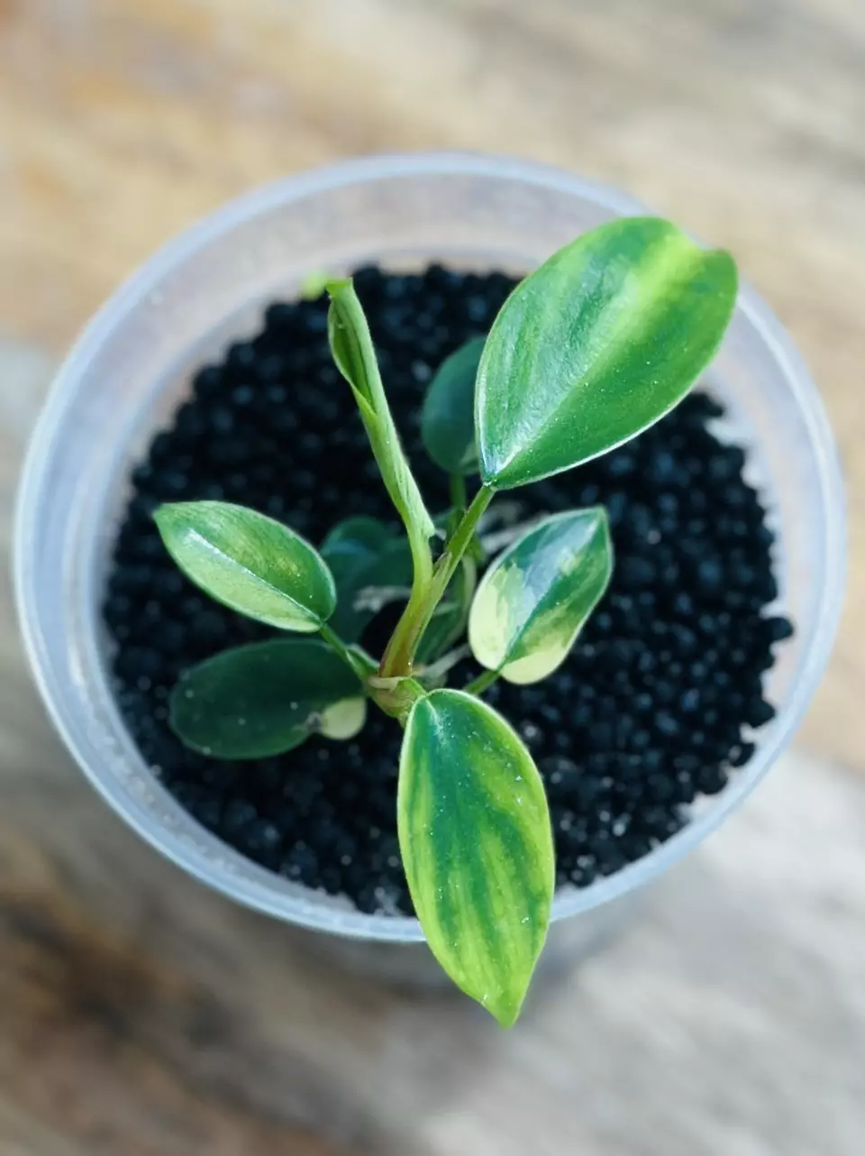plant/Philodendron Florida Beauty-0