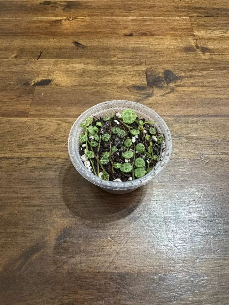 plant/String of turtles-1