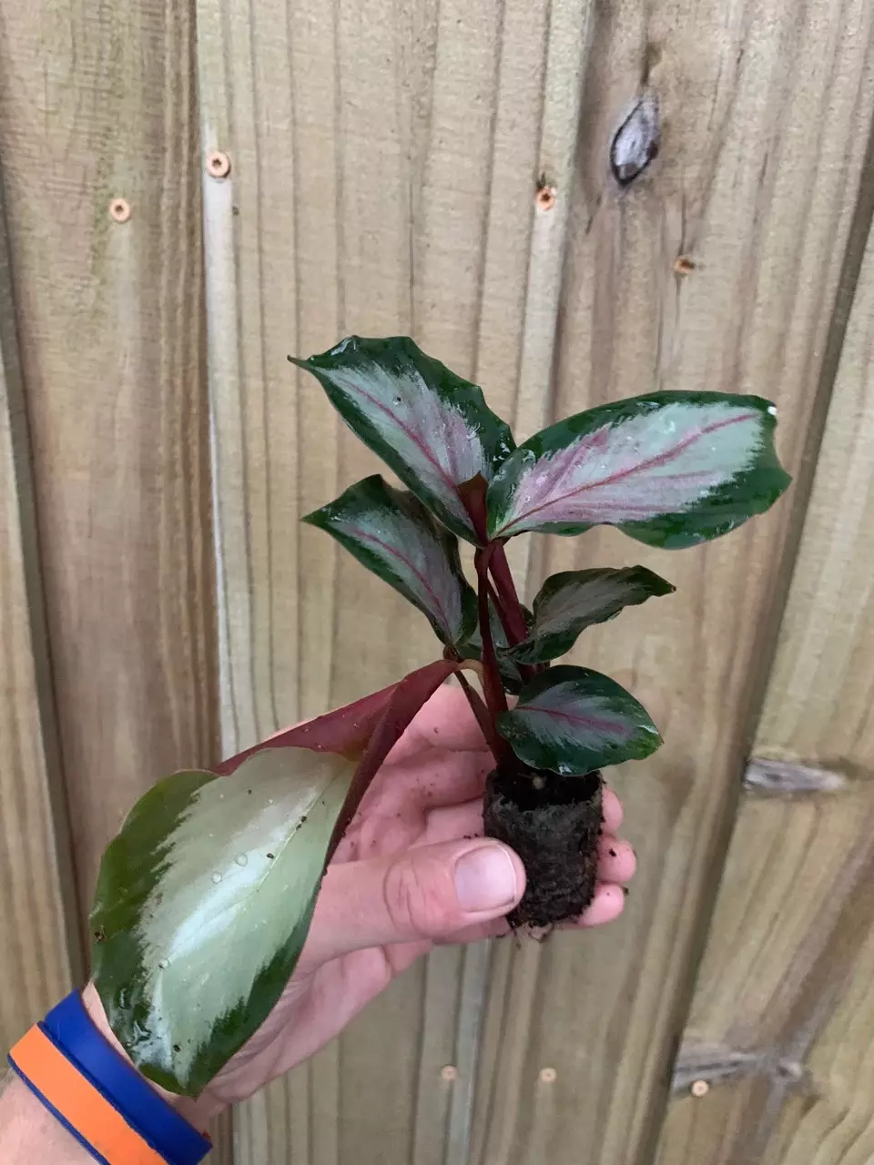 plant/Calathea Royal Standard starter plant growers choice-1