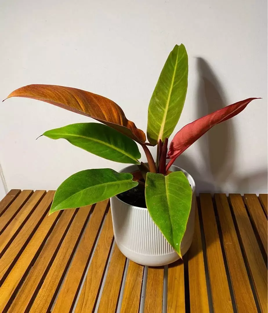 plant/New Hybrid! Philodendron Red King starter plant growers choice-0
