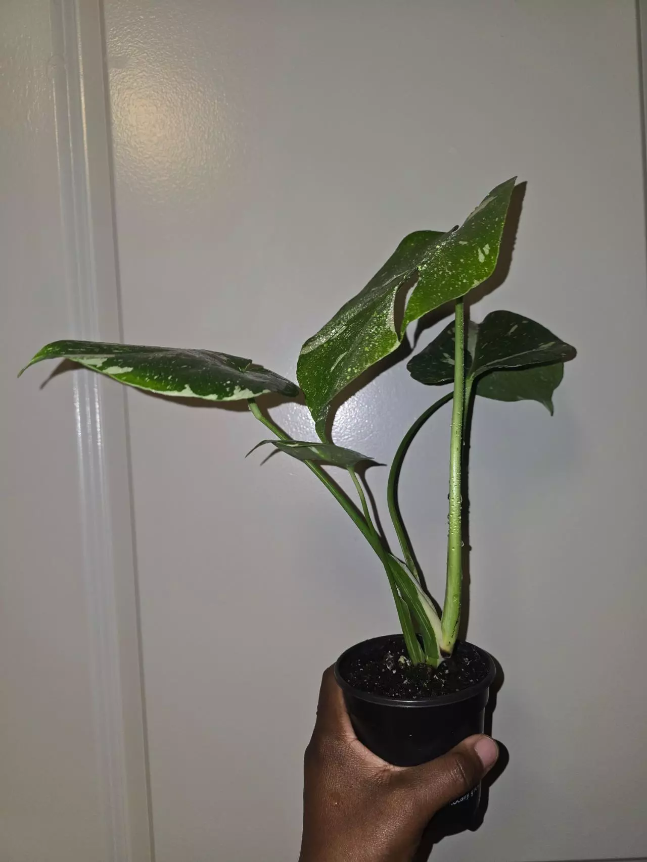 plant/Monstera Thai Constellation in 4 inch pot. Seller's choice.-1