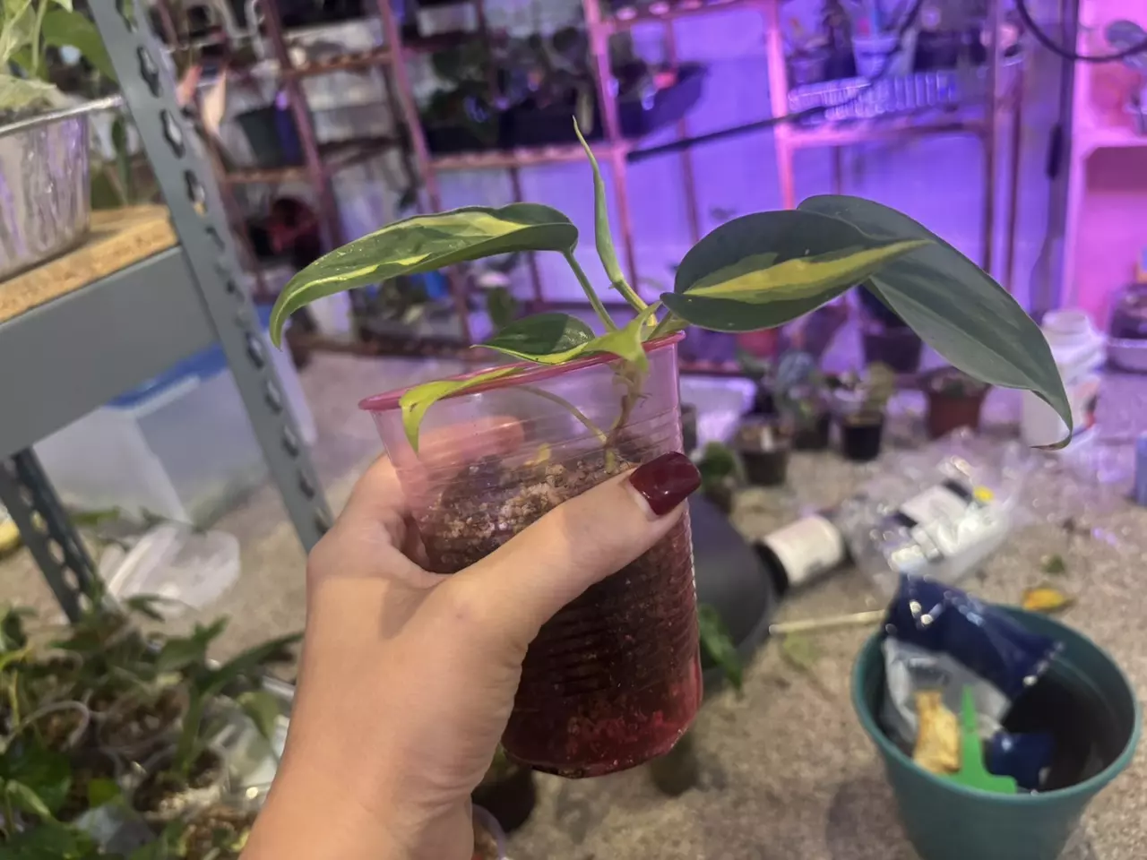 plant/Philodendron Brasil-1