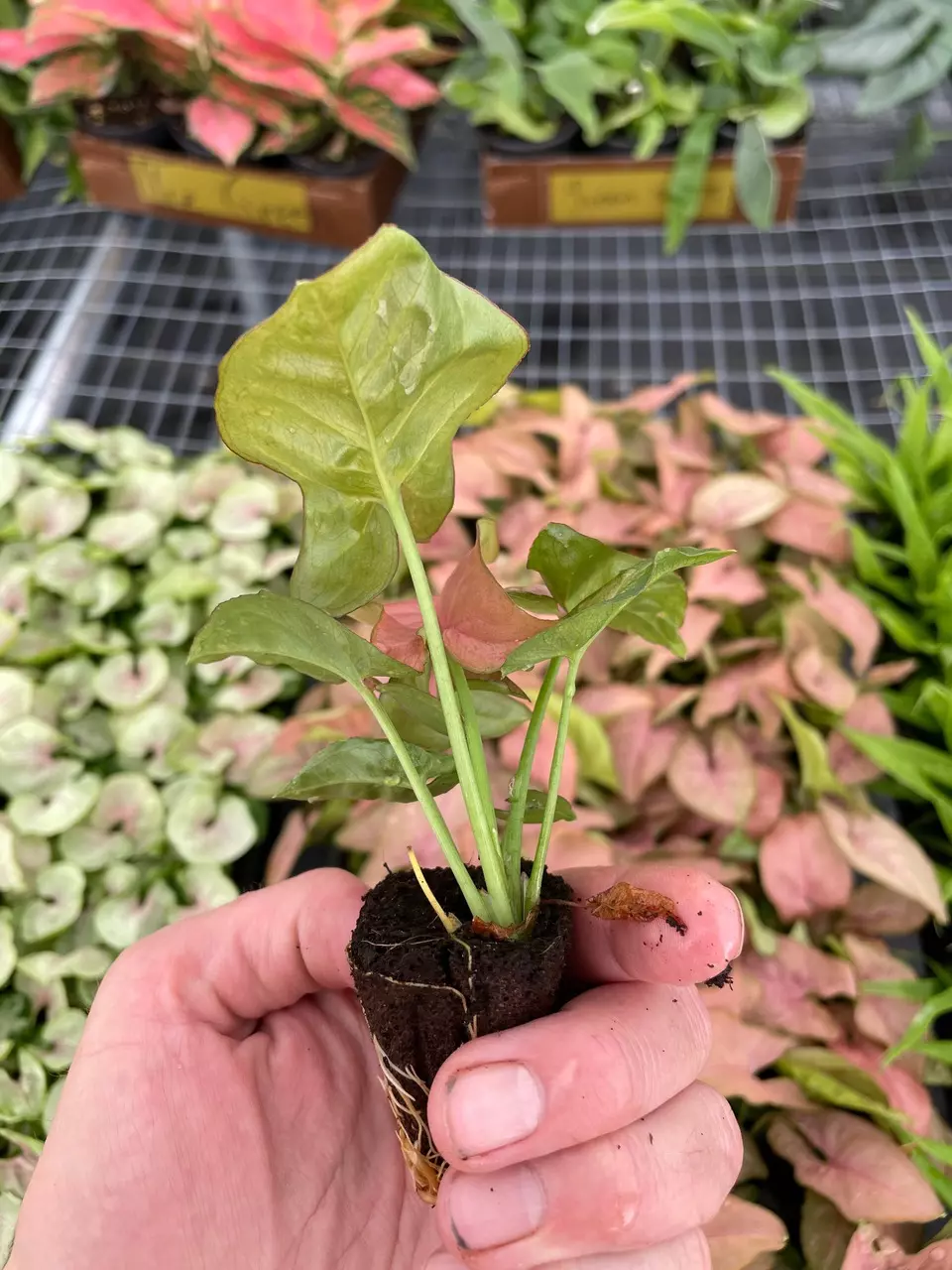 plant/Syngonium Regina Red starter plant growers choice-4