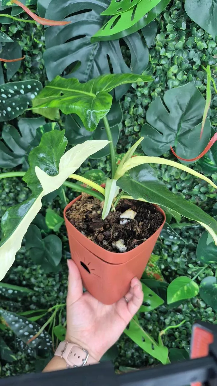 plant/Varigated Golden Dragon-1