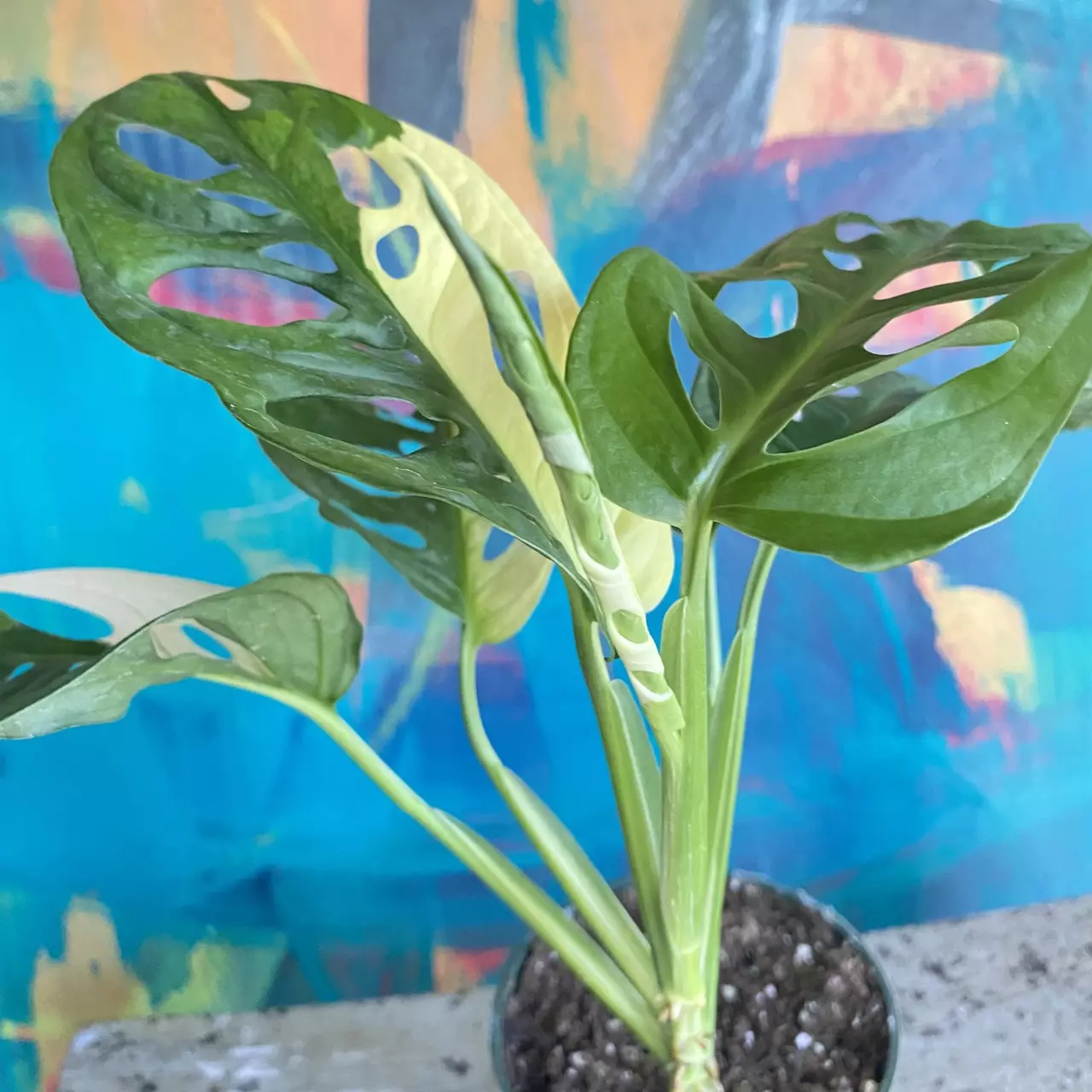 plant/Monstera Adansonii Variegated-7