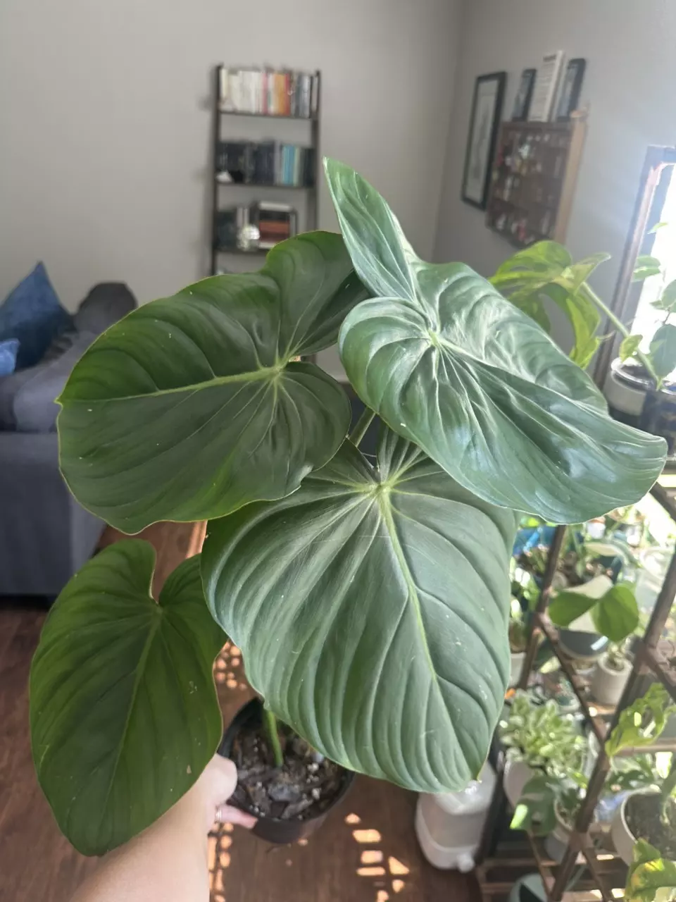 plant/Philodendron McDowell-0