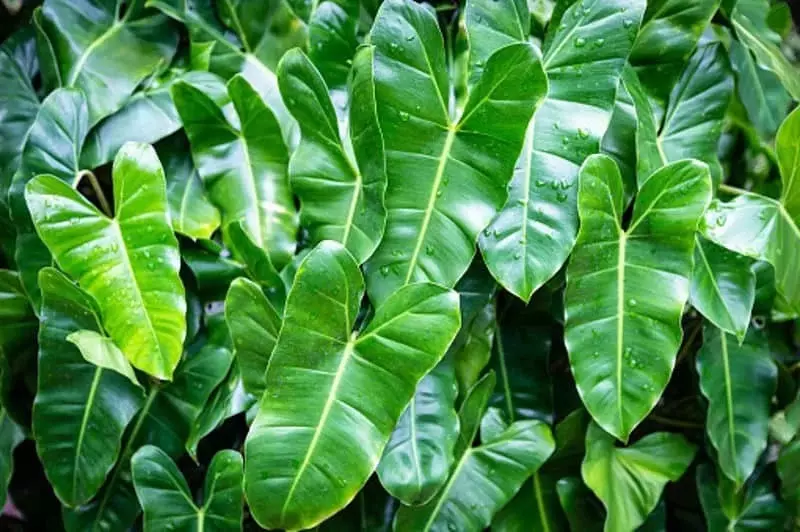 plant/Philodendron Burle Marx starter plant growers choice-0
