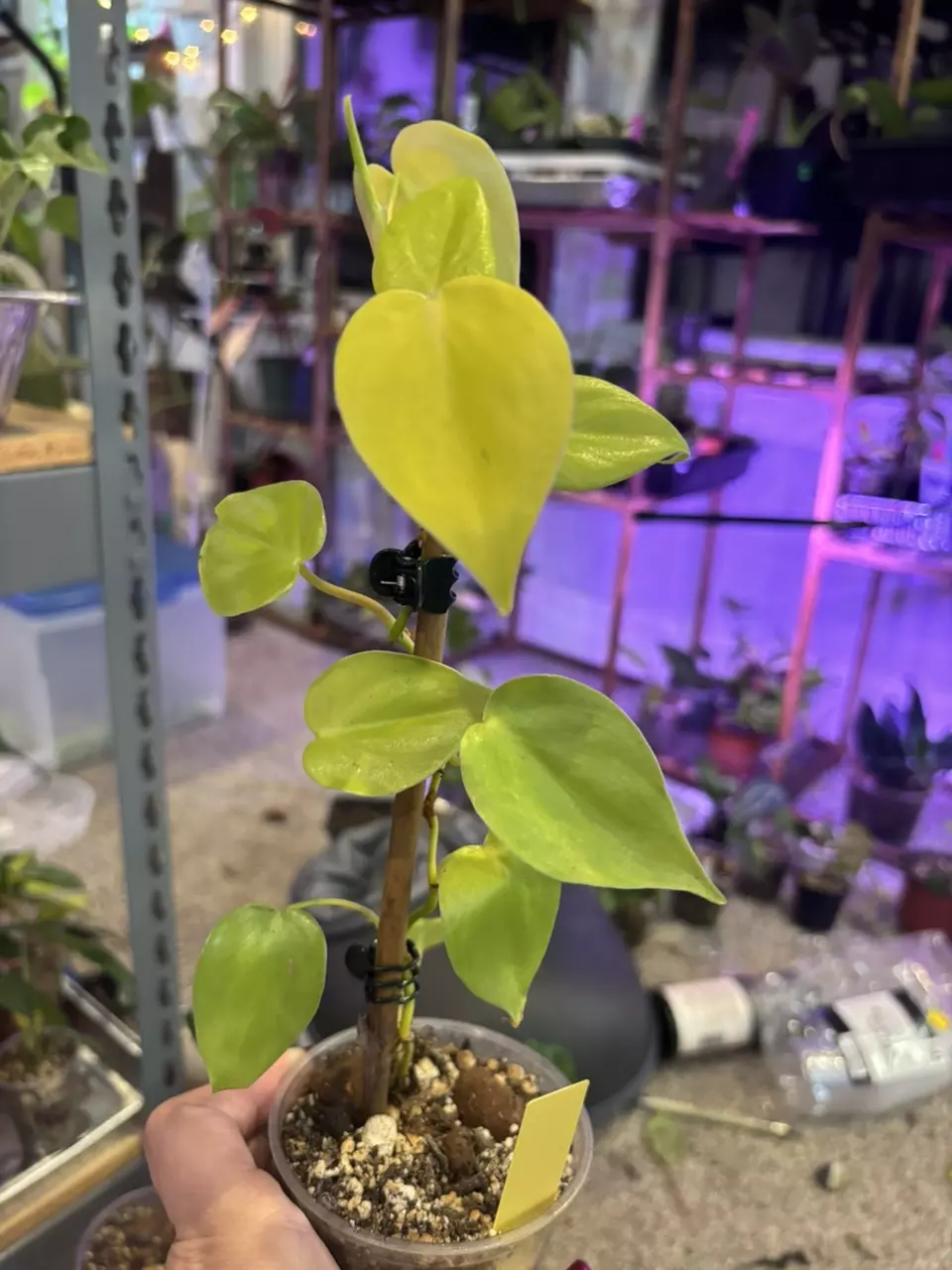 plant/Philodendron Lemon Lime-0