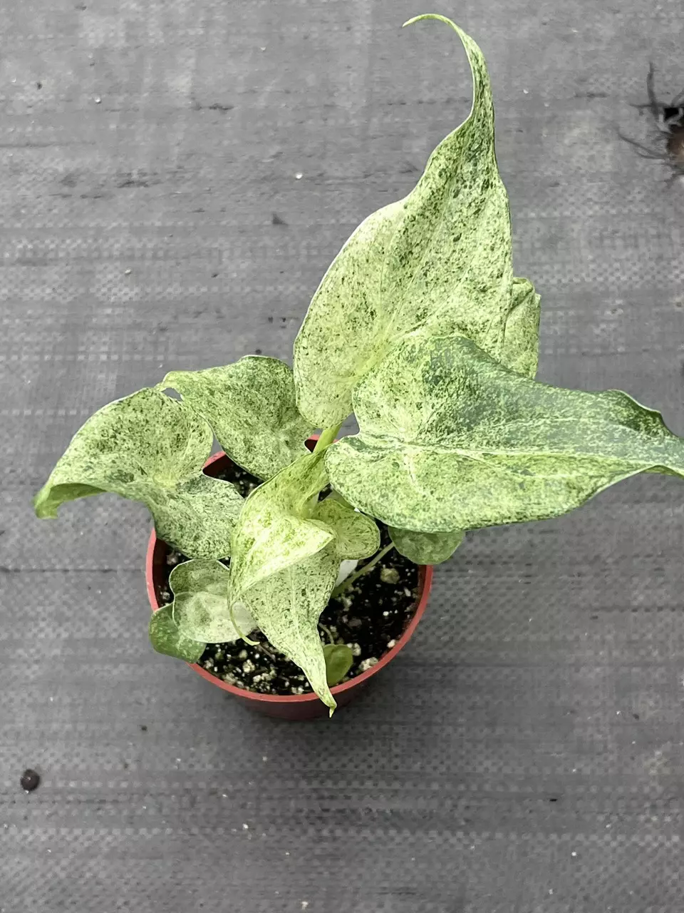 plant/RARE Alocasia cucullata 'White Marble' 4" | Albo Variegated Elephant Ear-1