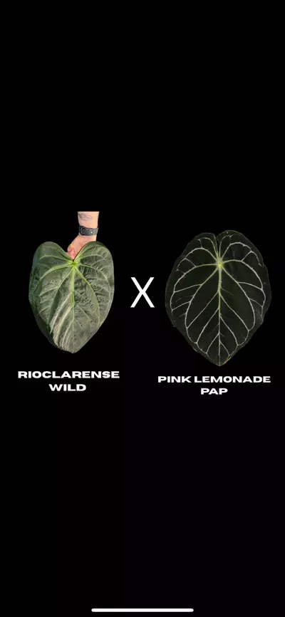 plant/$150 Value Mystery Seedling Box-5-thumbnail