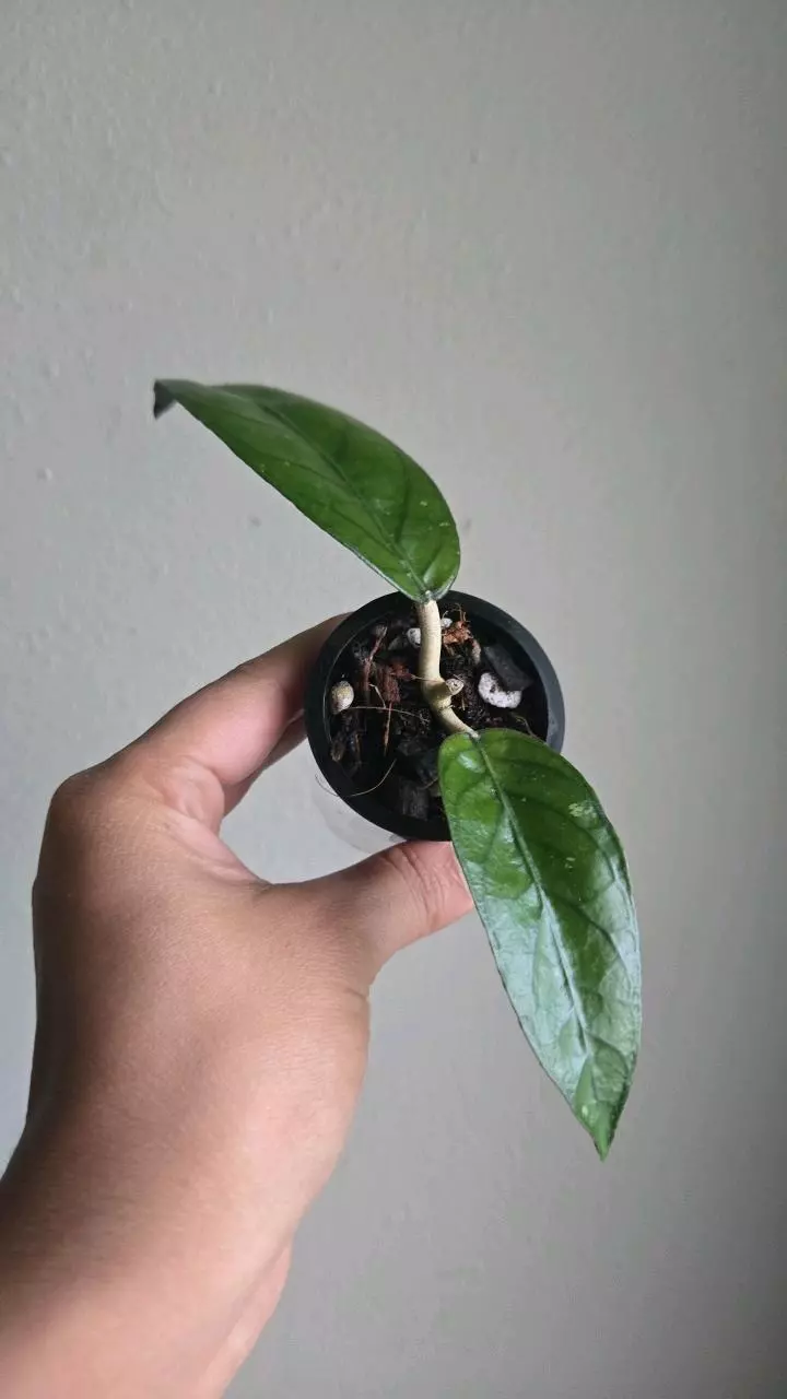 plant/Hoya sp Aceh Shogun #6505-1