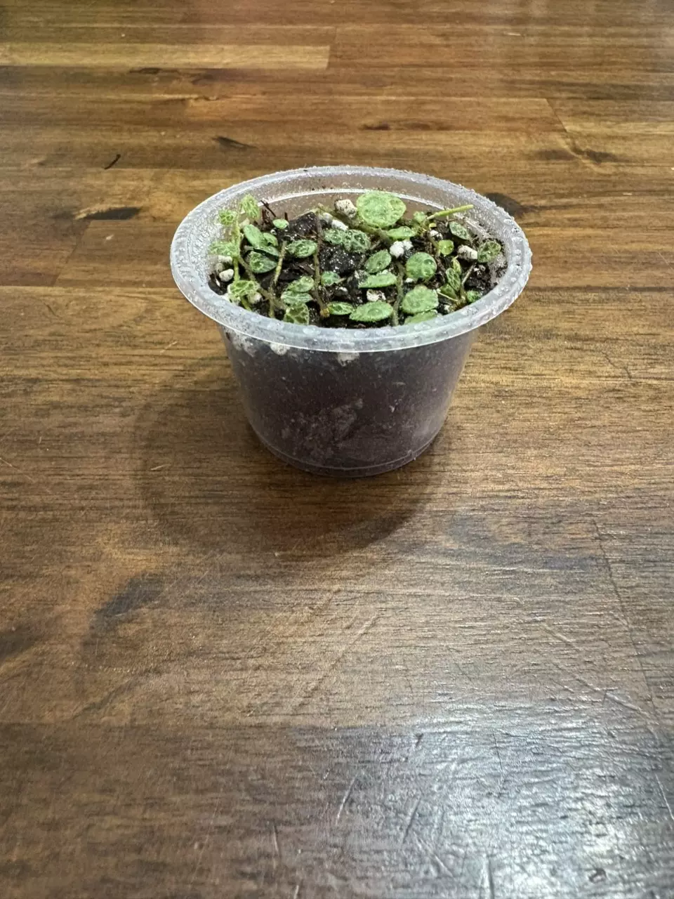plant/String of turtles-0