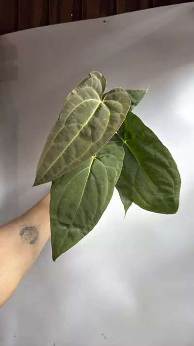 plant/Anthurium Red Crystal x Crystallinum 4" Pot-2-thumbnail