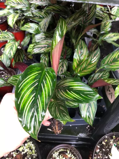 plant/Calathea Beauty Star starter plant growers choice DD6-2-thumbnail