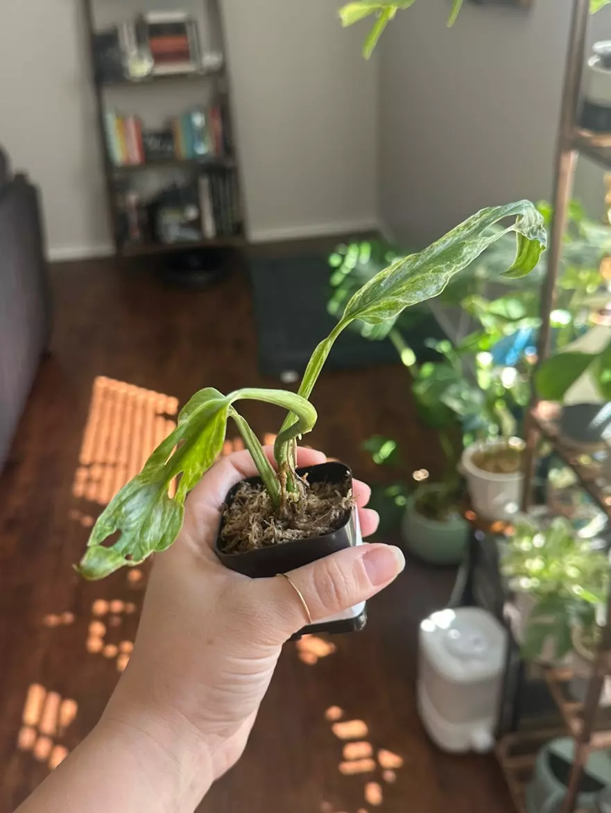 plant/Monstera Adansonii Indonesian Mint-0