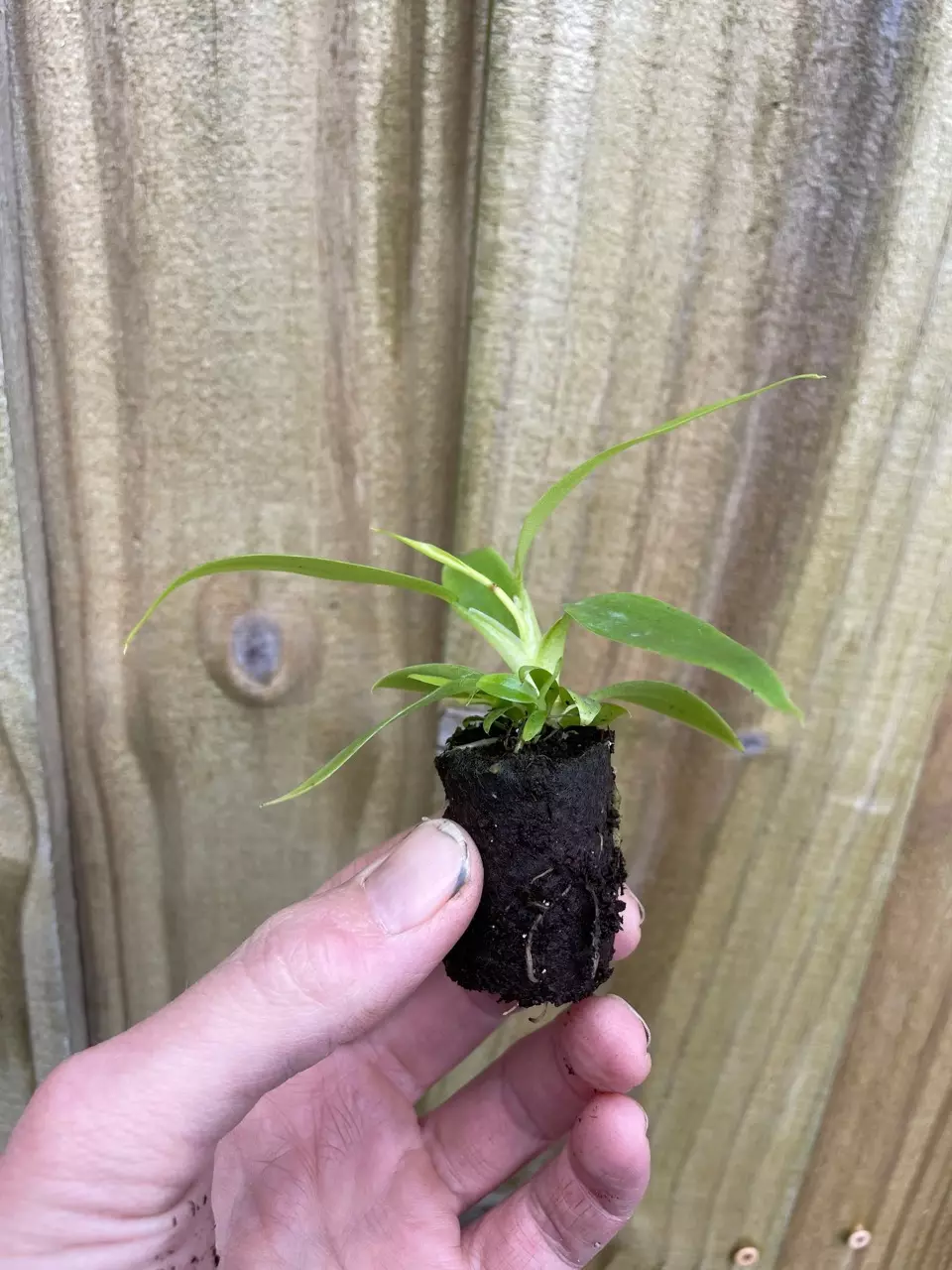 plant/Philodendron Panduriforme starter plant growers choice-3