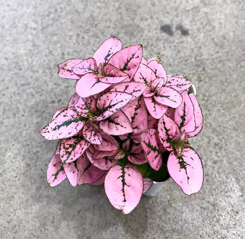 plant/Hypoestes Pink starter plant growers choice-0