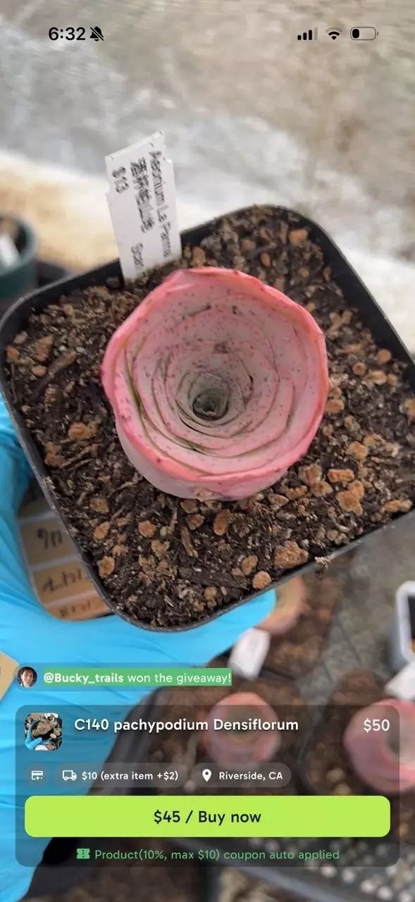 plant/Bundle for purrrlite-0