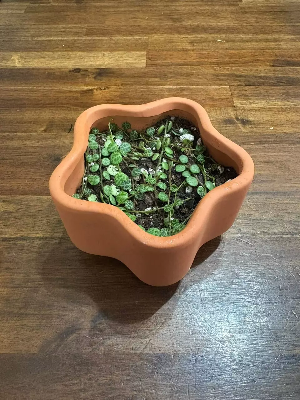 plant/String of turtles-0