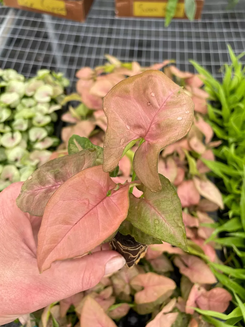plant/Syngonium Regina Red starter plant growers choice-1