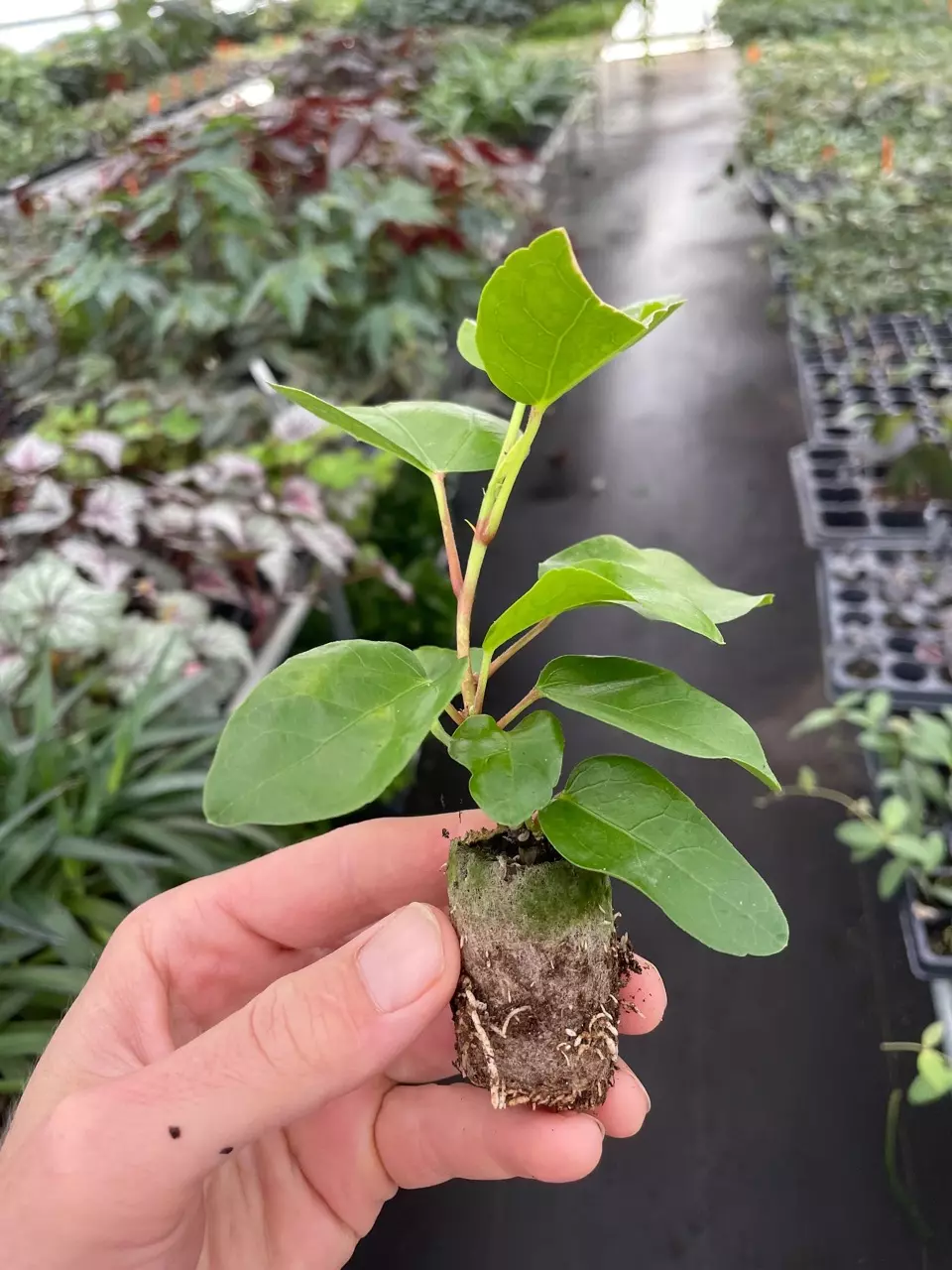 plant/Hibscus Cocoa Royale starter plant growers choice-4