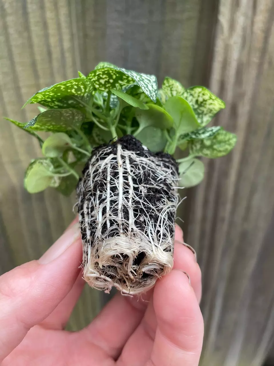 plant/Hypoestes White starter plant growers choice-4